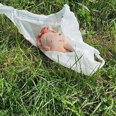 Giftköder-Möglicher Giftköder (Schnitzel)-Bild