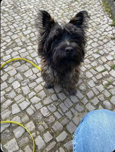 Wuseln hier auch Cairn Terrier rum?-Beitrag-Bild