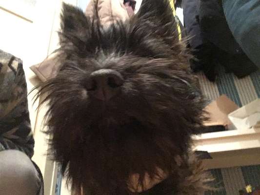 Zeigt her eure Hundenasen-Beitrag-Bild