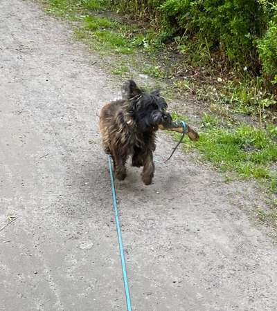 Wuseln hier auch Cairn Terrier rum?-Beitrag-Bild