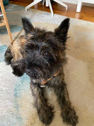 Unsere Fellnasen-Vielfalt im Überblick!-Beitrag-Bild