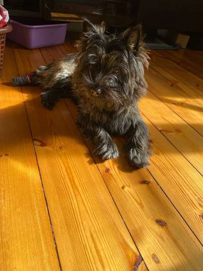 Reinrassige Hunde?-Beitrag-Bild