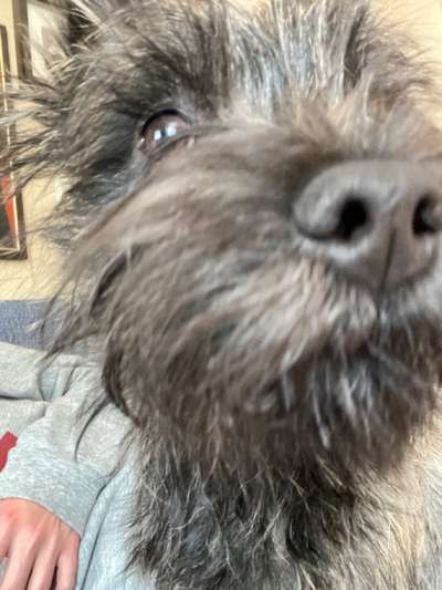 Zeigt mir die tollste Nahaufnahme von eurer Fellnase-Beitrag-Bild