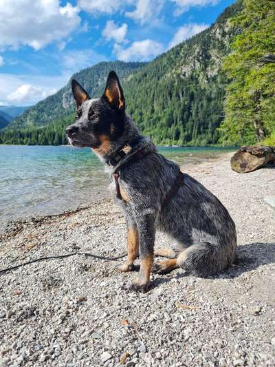 Hundetreffen-Gassirunde und wenn's passt, auch spielen-Bild