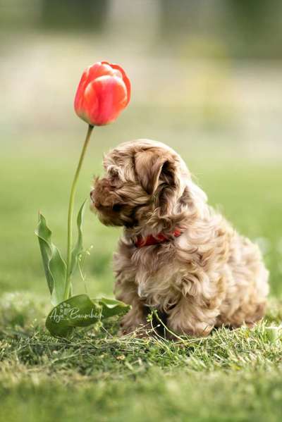 Die Dogorama Kalender Challenge Teil 3/4-Beitrag-Bild