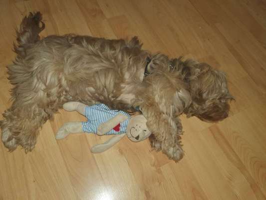 Du weißt, du hast einen Hund wenn...-Beitrag-Bild