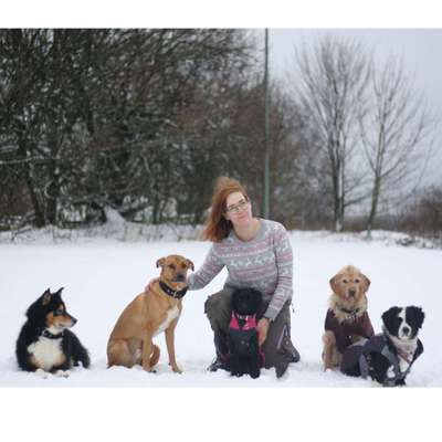 Hundetreffen-Gemütlich Gassi gehen-Profilbild