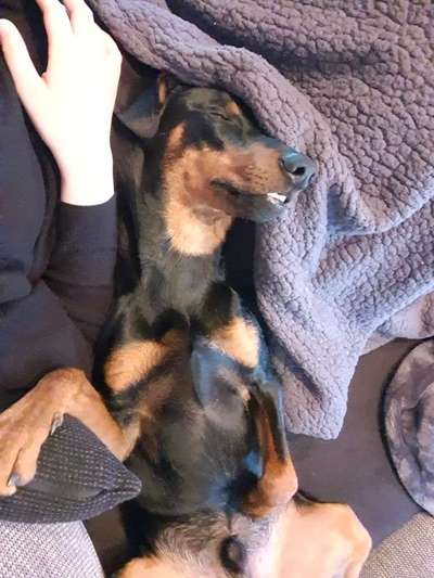 Zeigt mir die lustigsten Schlafpositionen eurer Fellnasen-Beitrag-Bild