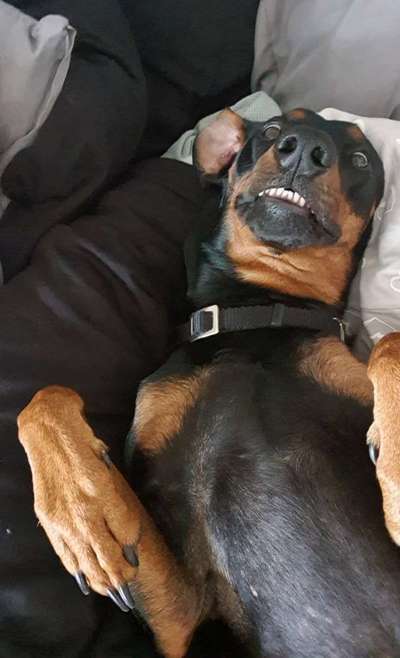 Liebhaber des Deutschen Pinscher gesucht.-Beitrag-Bild