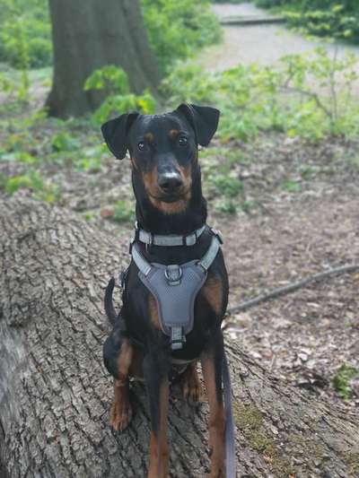 Liebhaber des Deutschen Pinscher gesucht.-Beitrag-Bild
