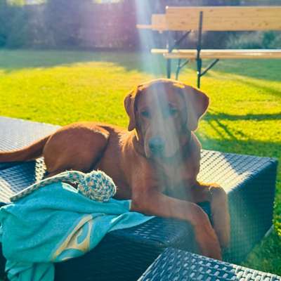 Hundetreffen-Suche souveräne, ältere und tiefenentspannte Hunde (gerne Großraum [Dein Ort/Region]) für gemeinsame-Bild