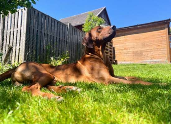Rhodesian Ridgeback-Beitrag-Bild