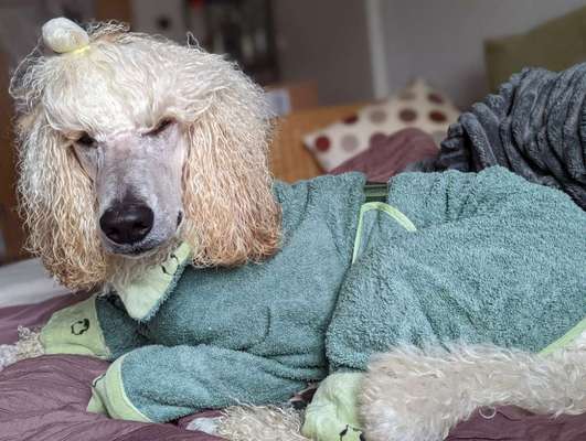 Alles rund um den Pudel-Beitrag-Bild