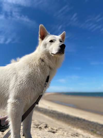 Weißer Schweizer Schäferhund-Beitrag-Bild