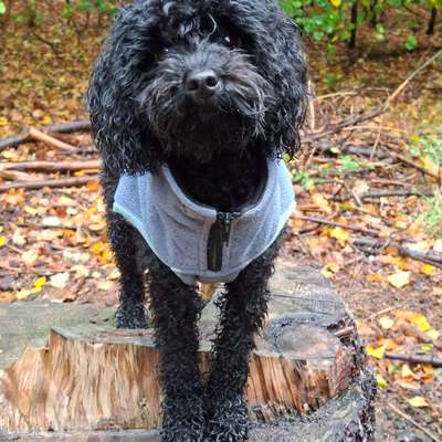 Hundetreffen-Hundefreundschaften zum Spazieren, Trainieren und Spielen gesucht-Bild