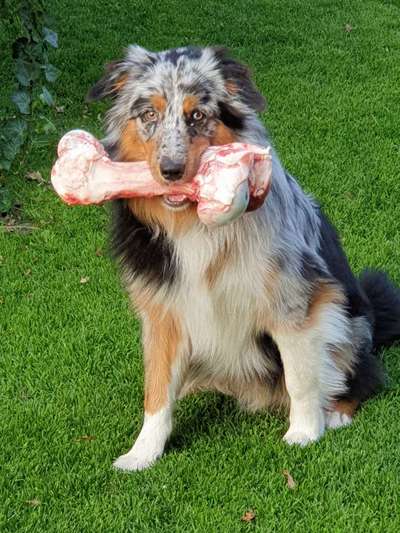 Fotochallenge 31 - Das perfekte Hundedinner-Beitrag-Bild