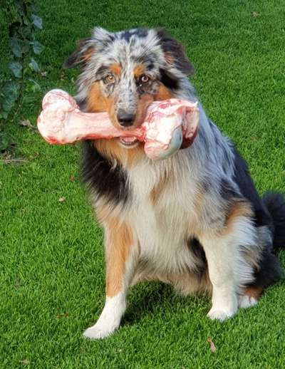 Fotochallenge Guten Appetit! Dein Hund beim futtern-Beitrag-Bild