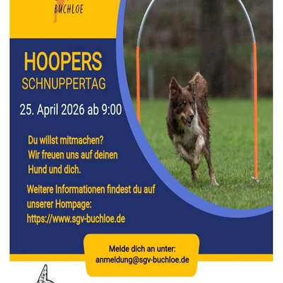 Hundetreffen-Schnuppertag Hoopers in Buchloe-Bild