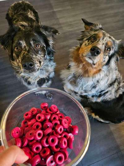 Heute gibt es.....der "ich mach die Leckerlis-Selber-Thread"-Beitrag-Bild