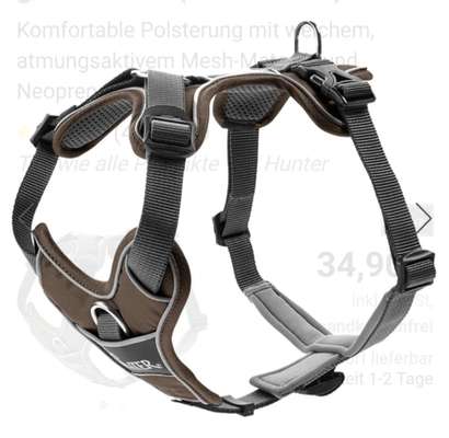 Liebhaber des Deutschen Pinscher gesucht.-Beitrag-Bild