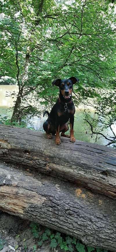 Liebhaber des Deutschen Pinscher gesucht.-Beitrag-Bild