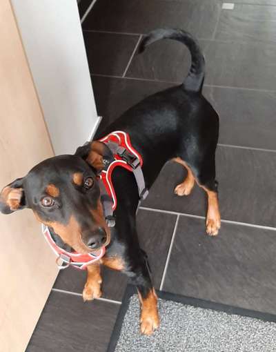 Liebhaber des Deutschen Pinscher gesucht.-Beitrag-Bild