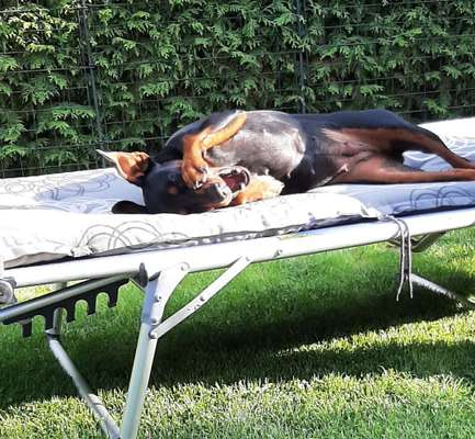 Liebhaber des Deutschen Pinscher gesucht.-Beitrag-Bild