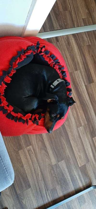 Liebhaber des Deutschen Pinscher gesucht.-Beitrag-Bild
