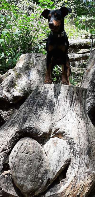 Liebhaber des Deutschen Pinscher gesucht.-Beitrag-Bild