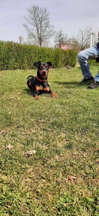 Liebhaber des Deutschen Pinscher gesucht.-Beitrag-Bild