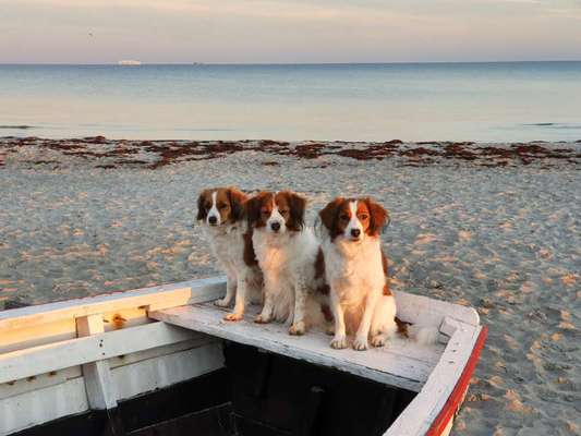 Kooikerhondje-Beitrag-Bild