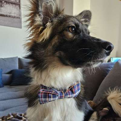 Hundetreffen-Spiel- und Gassigeh-Matches für Sancho-Bild