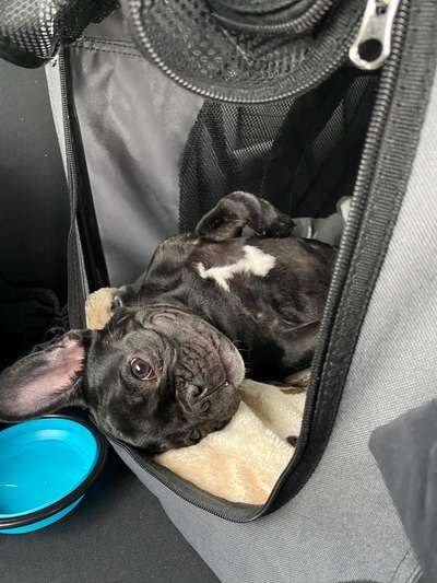 "Wandern" mit Junghund-Beitrag-Bild