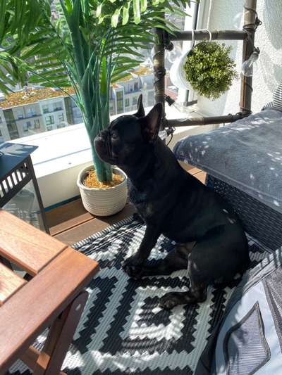 Rüde in der Pubertät frisst kaum/ Barf Tipps-Beitrag-Bild