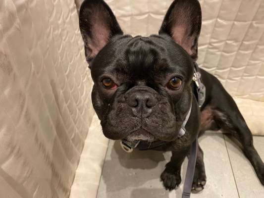 Welpe rote augen-Beitrag-Bild