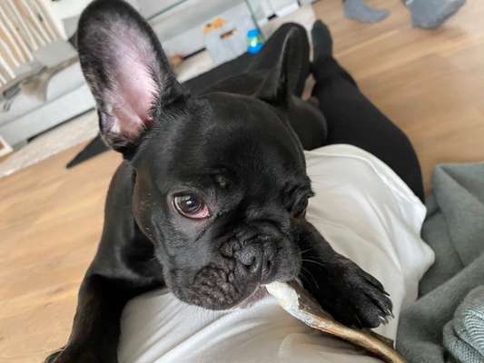 Welpe rote augen-Beitrag-Bild