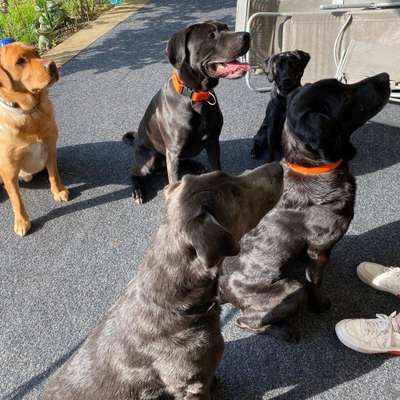 Hundetreffen-Social Walk-Bild