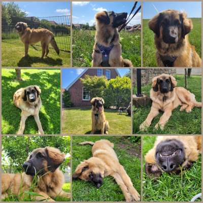 39. Collagen Challenge - Dein Hund auf einer Wiese-Beitrag-Bild