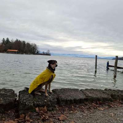 Hundetreffen-Suche Gassi Service 1-2 Vormittage die Woche-Bild