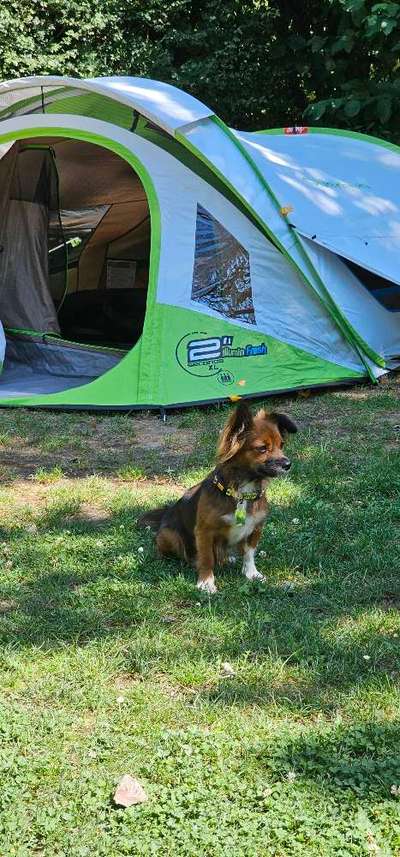 Badeurlaub mit Hund (innerhalb Deutschland)-Beitrag-Bild