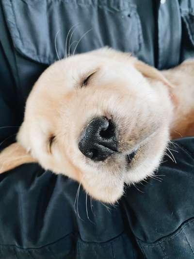 Zeigt her eure Hundenasen-Beitrag-Bild