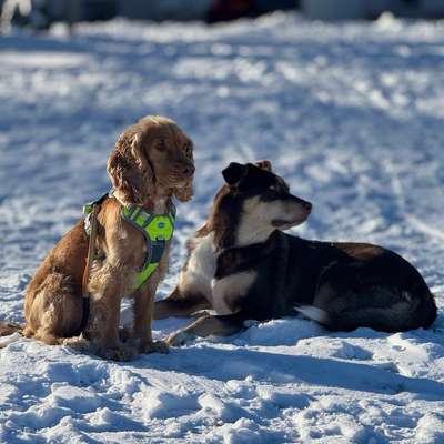 Hundetreffen-Spielzeugen-Bild
