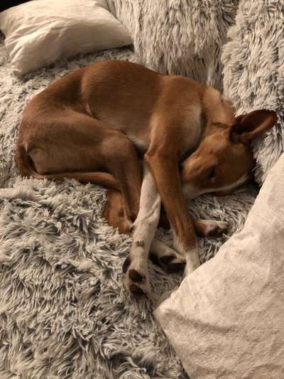 Podencomischling oder Podenco-Beitrag-Bild