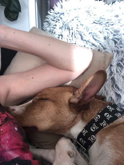 Podencomischling oder Podenco-Beitrag-Bild