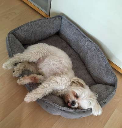 Fotosammlung: ,,Der natürliche Hund" Unbearbeitet, ungestellt und in Natura-Beitrag-Bild