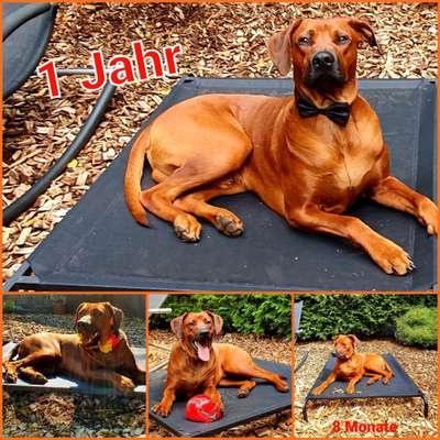 Rhodesian Ridgeback-Beitrag-Bild