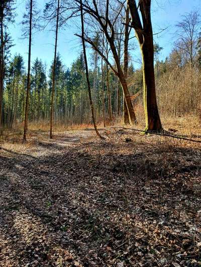 Rhodesian Ridgeback-Beitrag-Bild