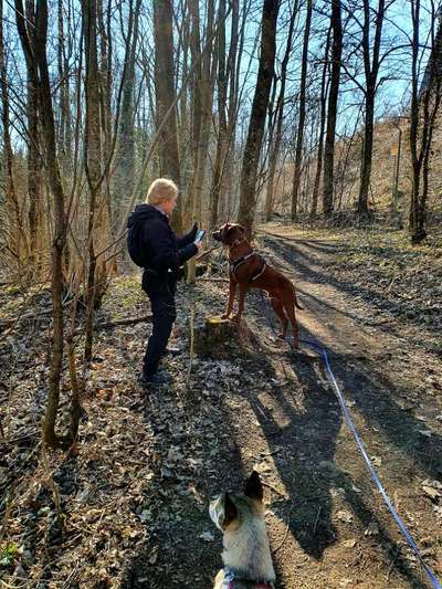 Rhodesian Ridgeback-Beitrag-Bild