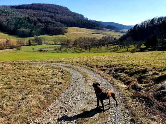 Rhodesian Ridgeback-Beitrag-Bild