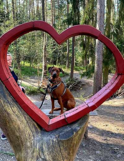 Rhodesian Ridgeback-Beitrag-Bild